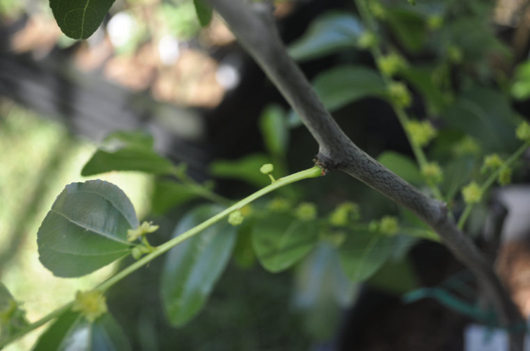 Jujube flowers Photo Journal: Different Flower Stages