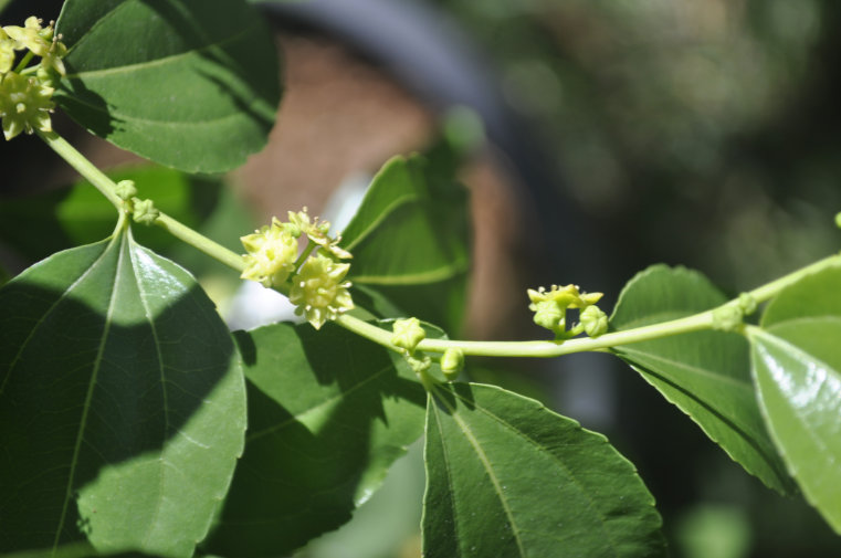 Jujube flowers Photo Journal: Different Flower Stages
