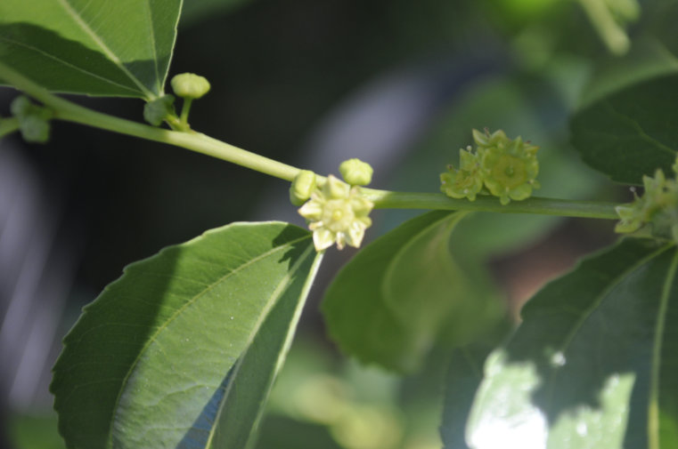 Jujube flowers Photo Journal: Different Flower Stages