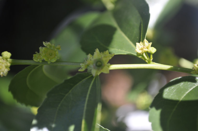 Jujube flowers Photo Journal: Different Flower Stages