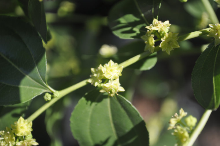 Jujube flowers Photo Journal: Different Flower Stages