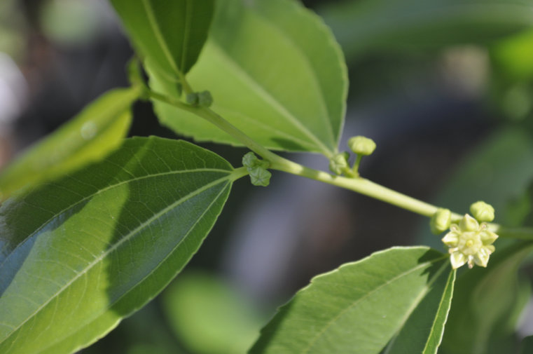 Jujube flowers Photo Journal: Different Flower Stages