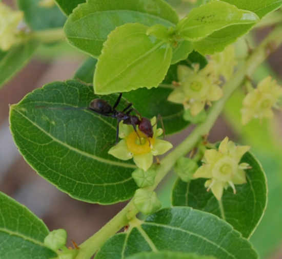 Ant pollinating open jujube flower Photo Journal: Different Flower Stages