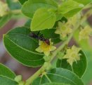 Ant pollinating open jujube flower