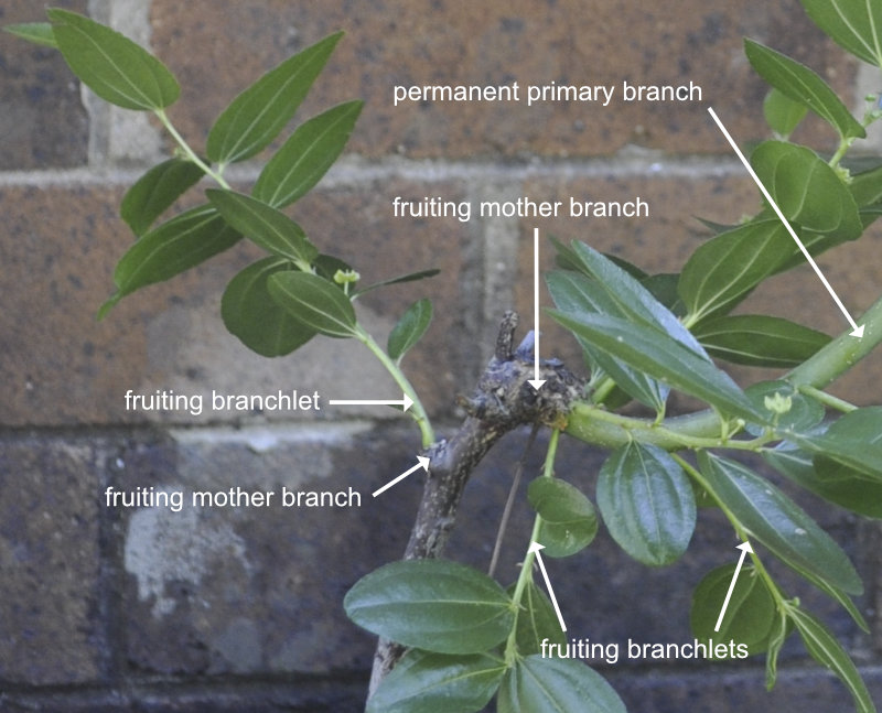 Fruiting mother branches and fruiting branchlets on a Li Photo Journal: Growth and Branch Development 1