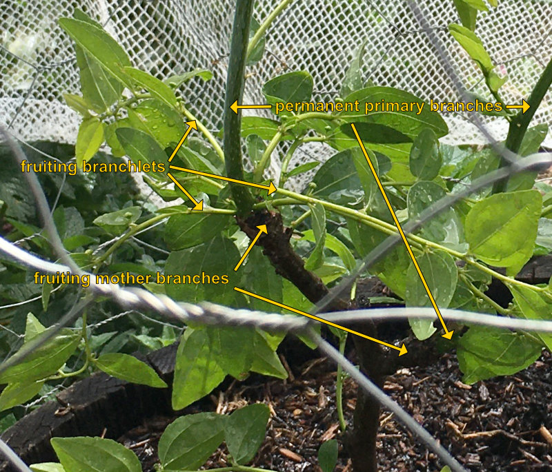 Fruiting mother branches and fruiting branchlets on a Chico Photo Journal: Growth and Branch Development 1