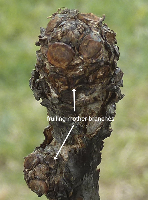 Two fruiting mother branches on a Ta-Jan Photo Journal: Growth and Branch Development 1