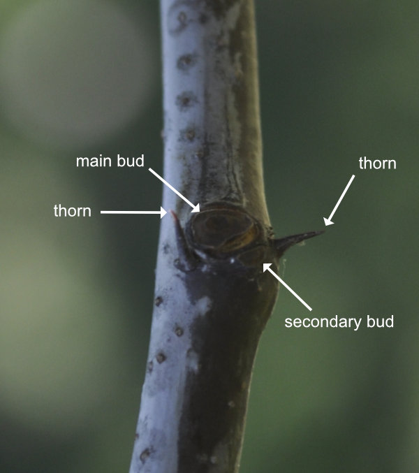 Photo Journal: Growth and Branch Development 1