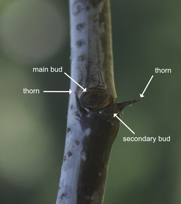 Redlands branch node with a main bud, a secondary bud and two thorns Photo Journal: Growth and Branch Development 1