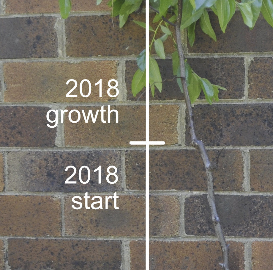 Close-up of a Lang trunk Photo Journal: Growth and Branch Development 1