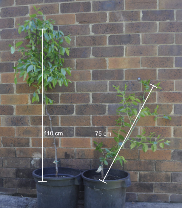 Different growth responses of two similarly-aged jujube trees Photo Journal: Growth and Branch Development 1
