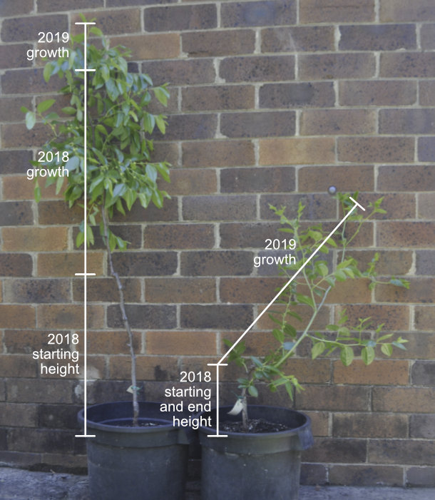 Growth by year Photo Journal: Growth and Branch Development 1
