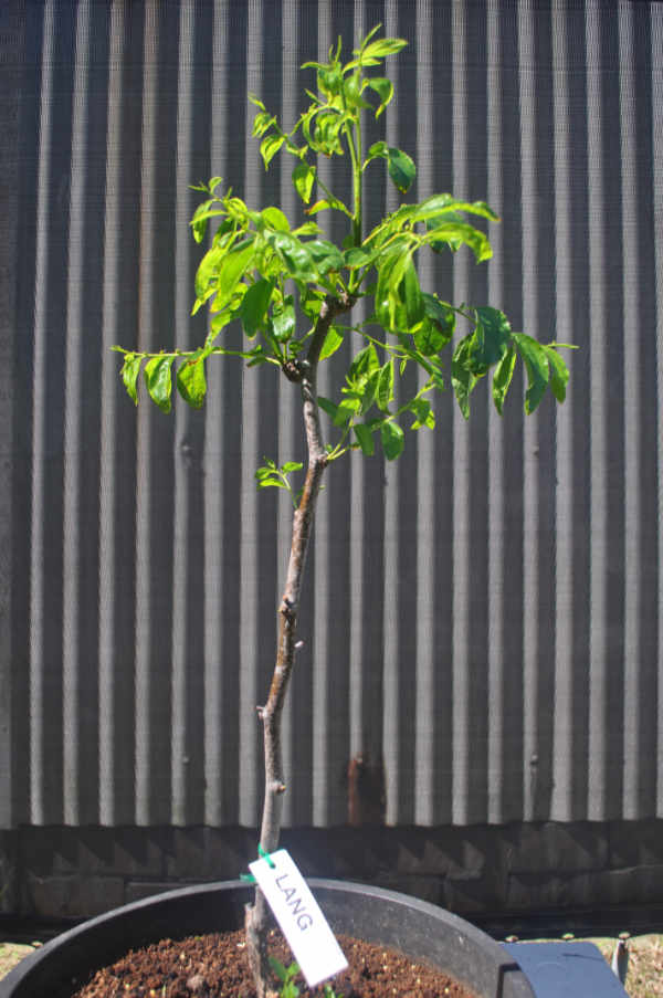 Lang jujube tree, 19th October 2018 Photo Journal: Growth and Branch Development 1
