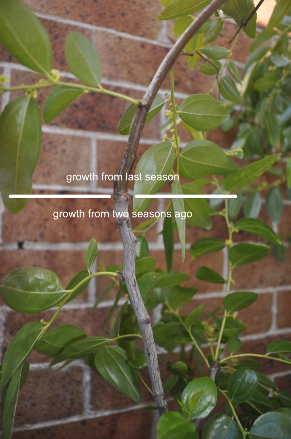 Photo Journal: Growth and Branch Development 1