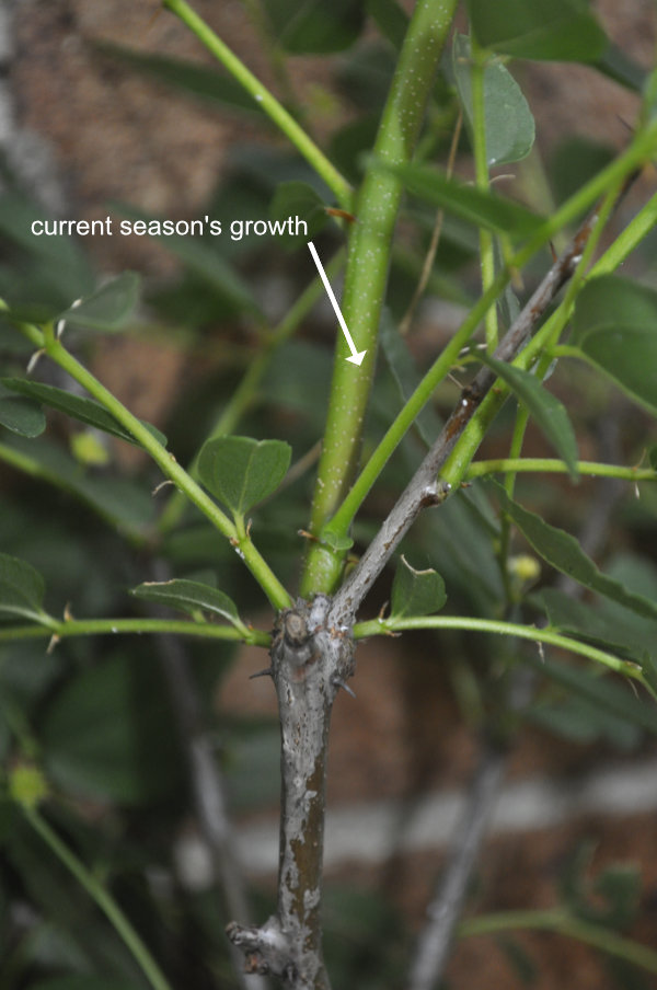 Current season's growth in rootstock Photo Journal: Growth and Branch Development 1