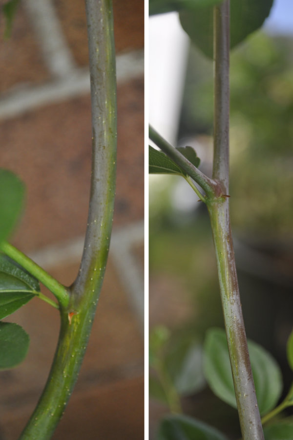 Current season's growth changing colour along a Li branch Photo Journal: Growth and Branch Development 1