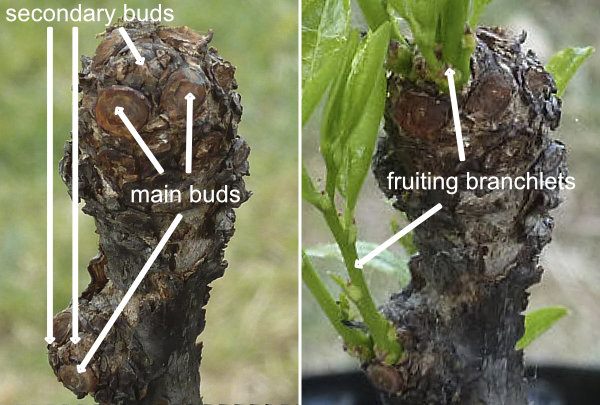 Ta-Jan fruiting mother branches with dormant main buds and fruiting branchlets Photo Journal: Growth and Branch Development 1