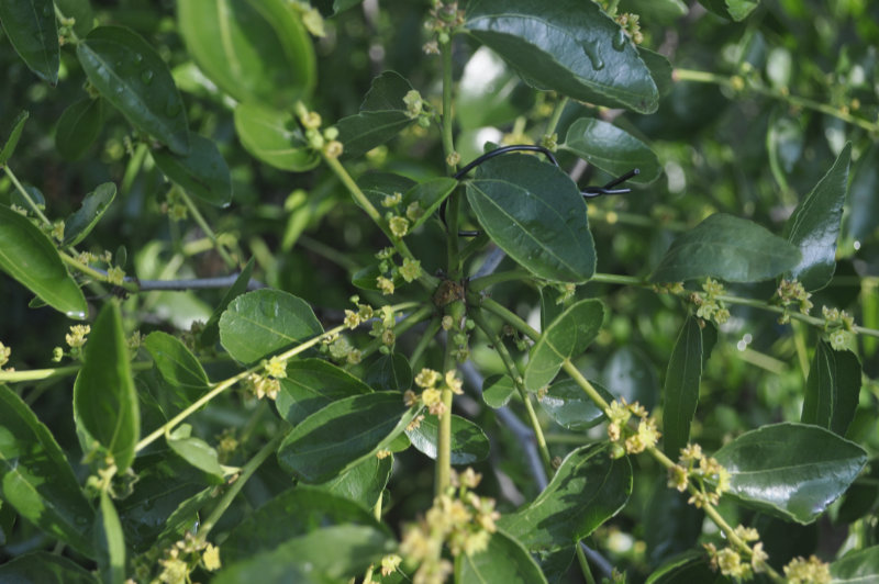 Whorl of fruiting branchlets on a Chico The Four Branch Types of a Jujube Tree