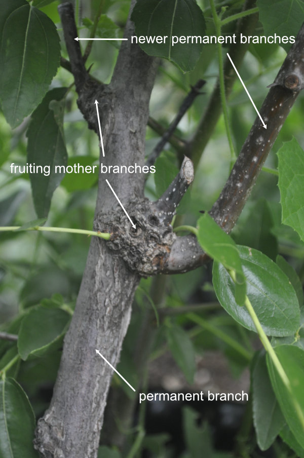 Permanent and fruiting mother branches on a Shanxi-Li The Four Branch Types of a Jujube Tree