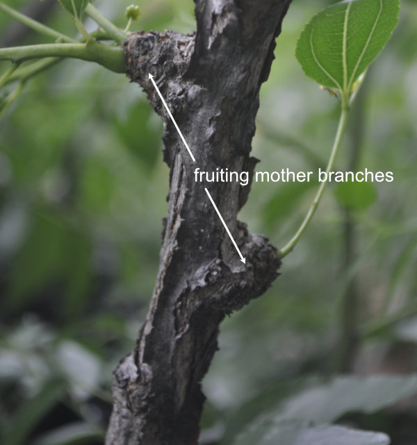 Fruiting mother branches on the permanent branch of a Ta-Jan Updated: What Would You Make of This Tree?