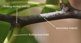 Fruiting branchlets from a fruiting mother branch on a Lang's secondary branch