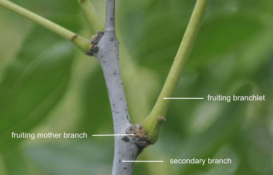 Fruiting branchlets from a fruiting mother branch on a Shanxi-Li's secondary branch The Four Branch Types of a Jujube Tree
