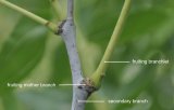 Fruiting branchlets from a fruiting mother branch on a Shanxi-Li's secondary branch