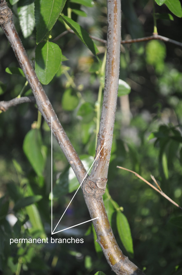 Permanent branch structure on a Silverhill The Four Branch Types of a Jujube Tree