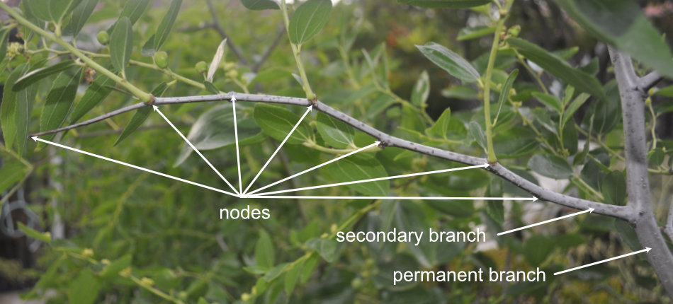 Secondary branch on a Redlands The Four Branch Types of a Jujube Tree