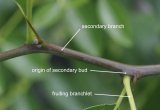 Fruiting branchlets from the secondary buds on a secondary branch of rootstock