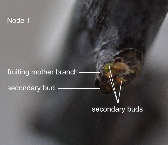 Node 1 Photo Journal: Jujube Tree Buds and Branch Development 1