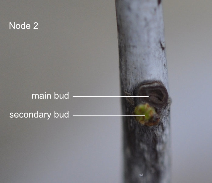 Node 2 Photo Journal: Jujube Tree Buds and Branch Development 1