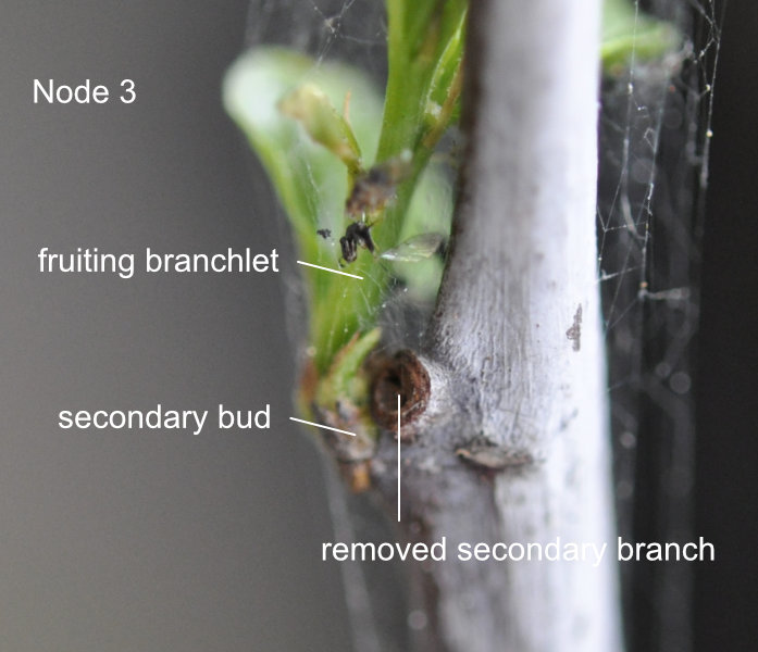 Node 3 Photo Journal: Jujube Tree Buds and Branch Development 1