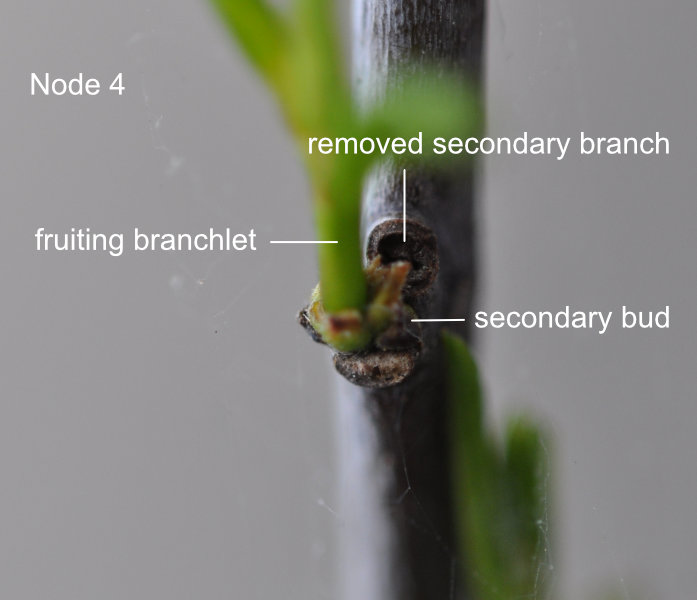 Node 4 Photo Journal: Jujube Tree Buds and Branch Development 1