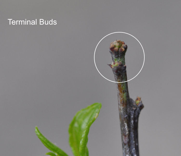 Terminal Buds Photo Journal: Jujube Tree Buds and Branch Development 1