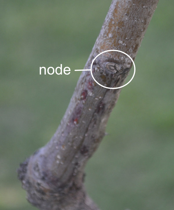 Photo Journal: Jujube Tree Nodes and Buds