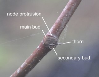 The Bud Types of a Jujube Tree
