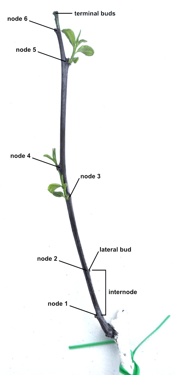 Location of nodes along a Ta-Jan trunk Photo Journal: Jujube Tree Buds and Branch Development 1