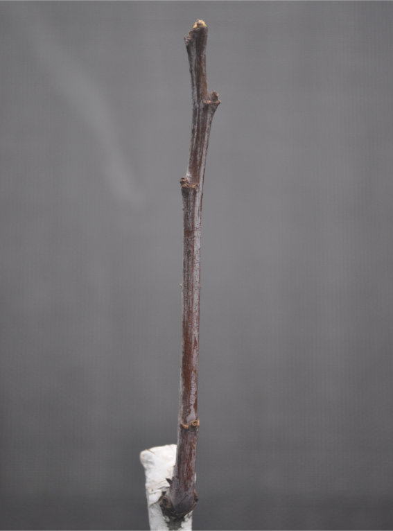 Jujube tree coming out of dormancy, Day 7 Photo Journal of a Young Jujube Tree Coming Out of Dormancy