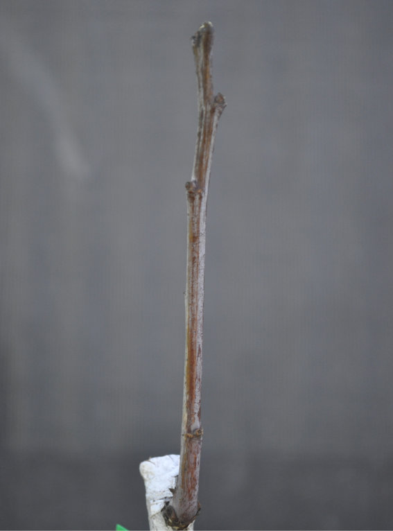 Jujube tree coming out of dormancy, Day 1 Photo Journal of a Young Jujube Tree Coming Out of Dormancy