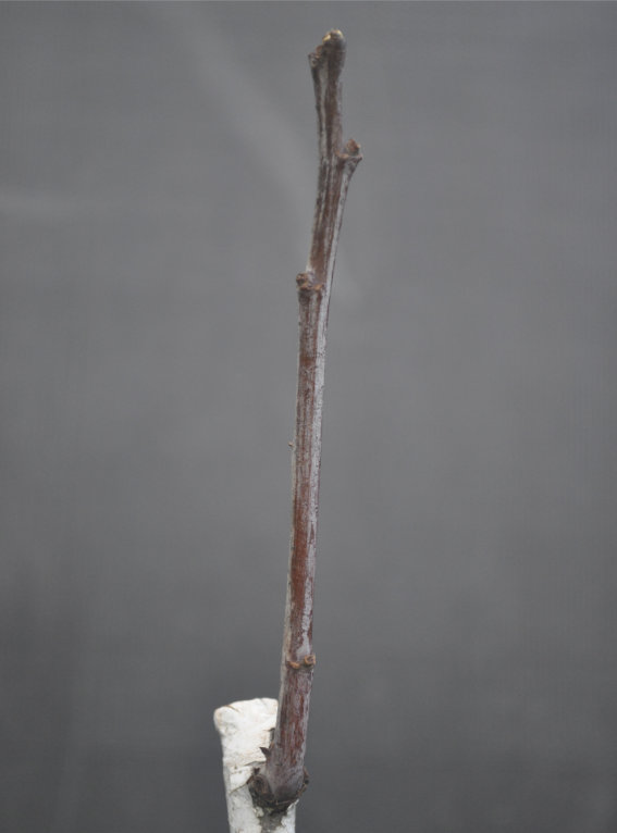 Jujube tree coming out of dormancy, Day 4 Photo Journal of a Young Jujube Tree Coming Out of Dormancy