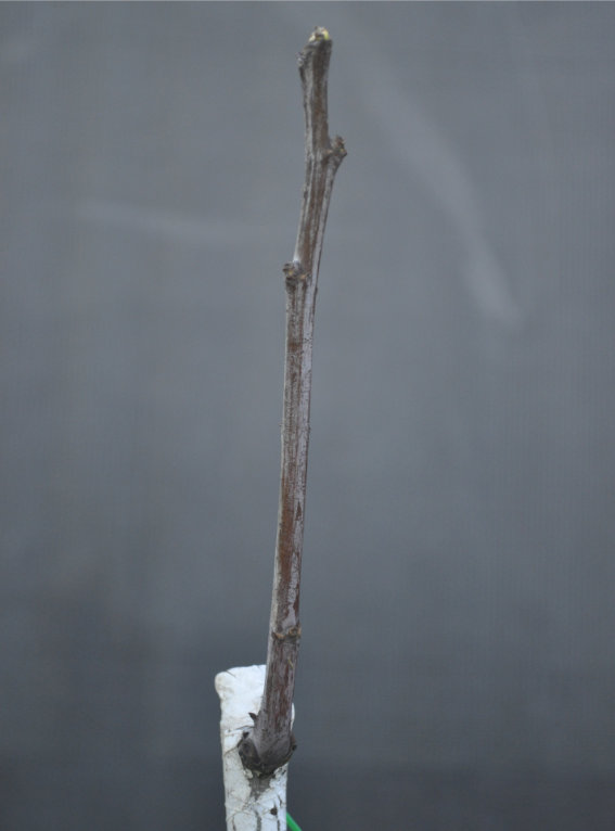 Jujube tree coming out of dormancy, Day 10 Photo Journal of a Young Jujube Tree Coming Out of Dormancy