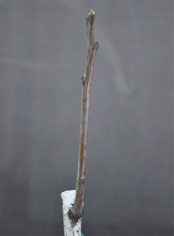 Jujube tree coming out of dormancy, Day 12 Photo Journal of a Young Jujube Tree Coming Out of Dormancy