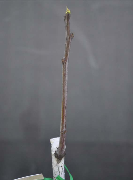 Jujube tree coming out of dormancy, Day 14 Photo Journal of a Young Jujube Tree Coming Out of Dormancy