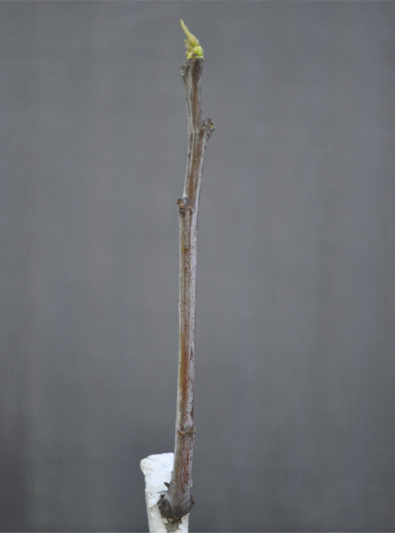 Photo Journal of a Young Jujube Tree Coming Out of Dormancy