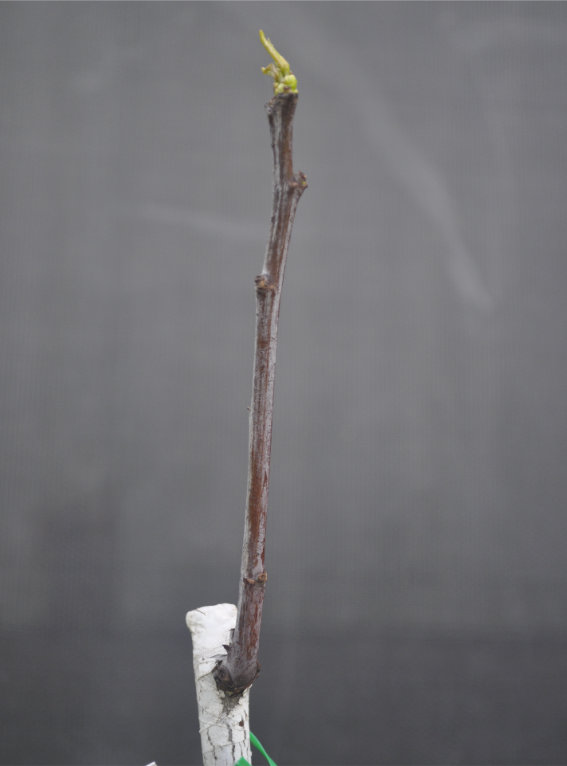 Photo Journal of a Young Jujube Tree Coming Out of Dormancy