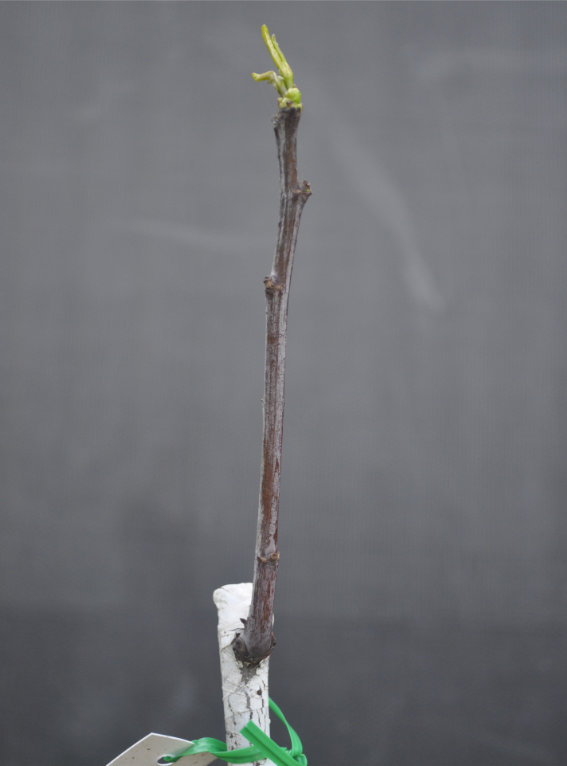 Photo Journal of a Young Jujube Tree Coming Out of Dormancy