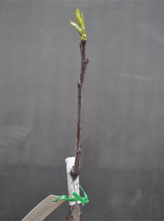 Photo Journal of a Young Jujube Tree Coming Out of Dormancy