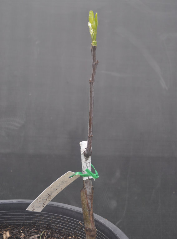 Photo Journal of a Young Jujube Tree Coming Out of Dormancy