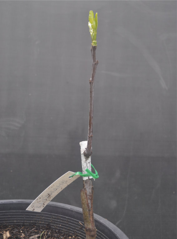 Jujube tree coming out of dormancy, Day 27 Photo Journal of a Young Jujube Tree Coming Out of Dormancy